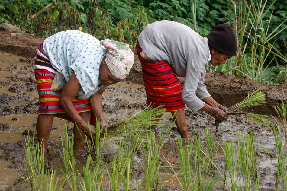 Rice Culture Of The Cordilleras | ABS-CBN News