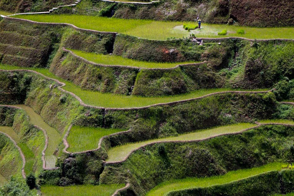 Rice Culture Of The Cordilleras | ABS-CBN News