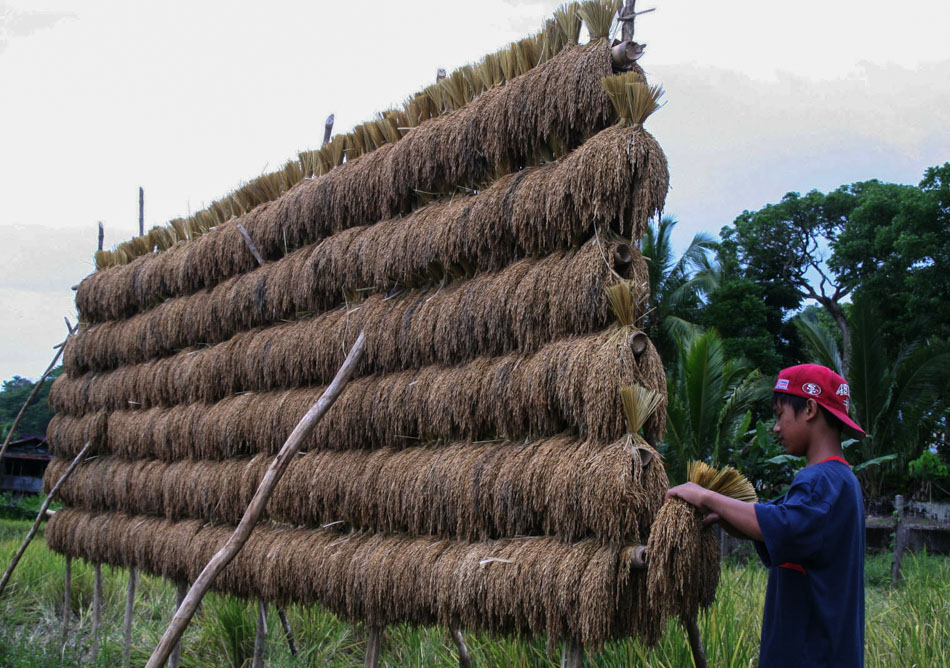 Rice Culture Of The Cordilleras | ABS-CBN News